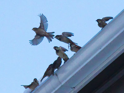 The birds swarmed around a source of water.