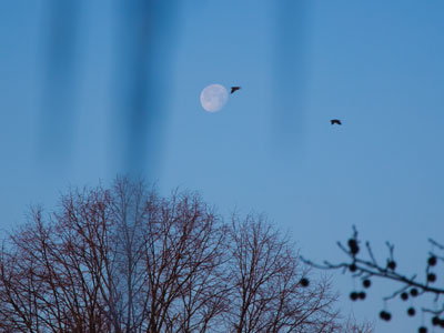 Moon, birds, icicles, trees:  my nature photo for the day.