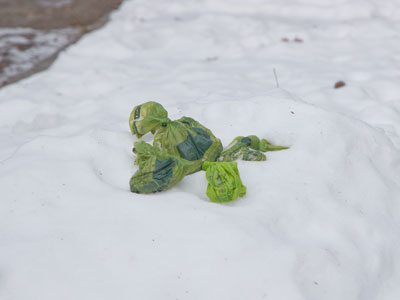 The mysteries of human behavior:  neighbors leave bags of dog poop in the snow in front of my house.