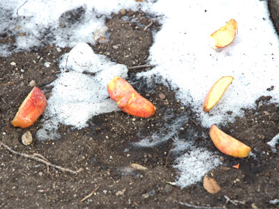 Apples on the ground for human or animal consumption?