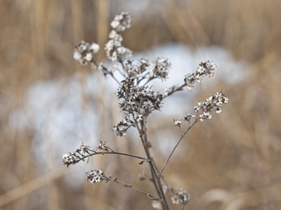 I sometimes find flowers in January, but not today.