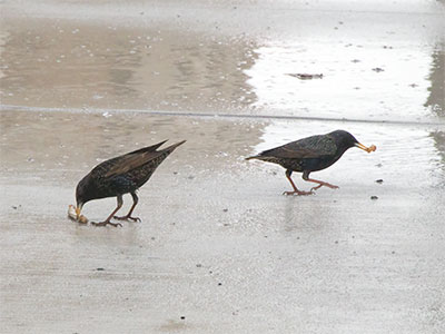 Birds love chicken.