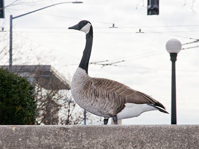 I yielded right of way to a waterfowl.