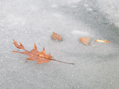 The ice can hold a leaf, but it wouldn`t hold me.