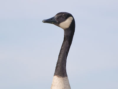 Goose neck.  The rest was there too, trust me.