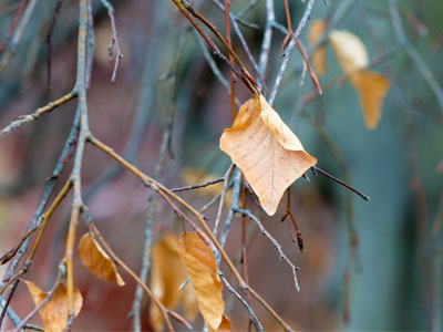 When the winds are moaning o`er the meadows chill and gray . . . 