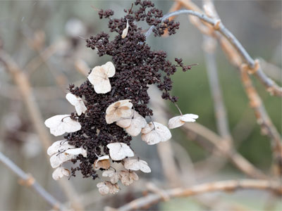 Love`s Seasons by PAUL LAURENCE DUNBAR