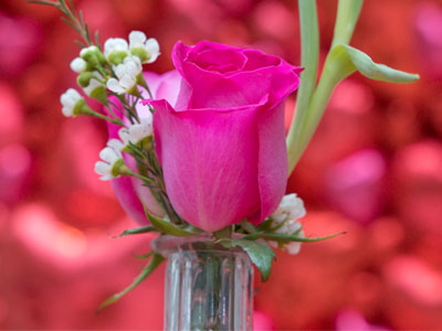 The romance of Valentine`s Day still blooms . . . 