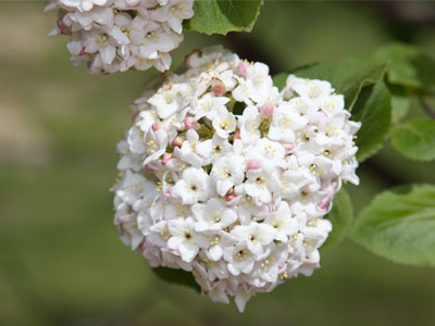 My allergies are raging, but blossoms make me happy.