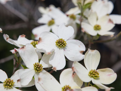 We should always stop and sneeze at the flowers.