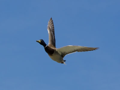 Many male mallards are chasing the few females.