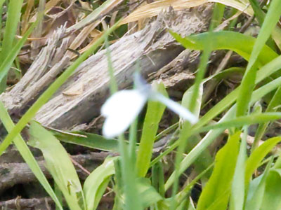 My first butterfly photo of the year.  They will get better.