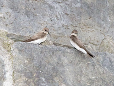 Swallows skim the river catching bugs, then they come home to a hole in the levee wall (see May 22, 2018).