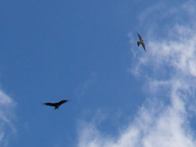 In this airborne battle, the falcon was the small bird.