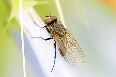 The weather was good, despite the raindrops on this fly.
