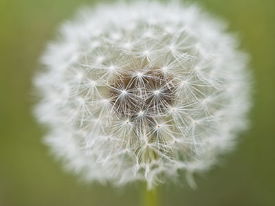 I walked around a park with a small group of students taking photos of flowers (and weeds).
