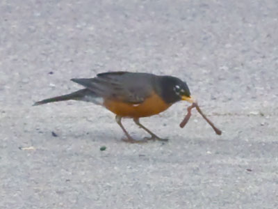 Peace talks between robins and worms came to an impasse when one of the negotiators ate the other.
