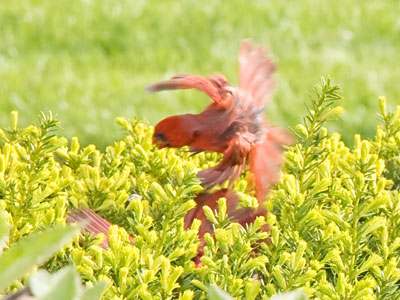One female cardinal sang seductively in a tree overhead while two males tried to kill each other.