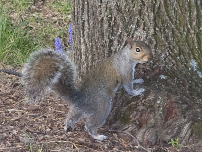 Meanwhile, the squirrels carried on their happy lives.