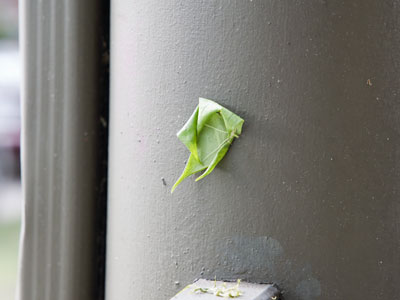 After a violent storm last night, these are stuck all over the ground and on cars.