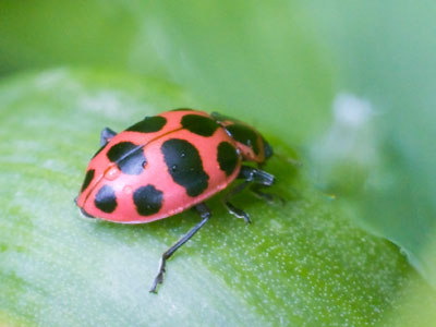 It wasn`t a good bug day, but I did the best I could.