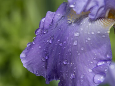 The irises appreciate all the rain.