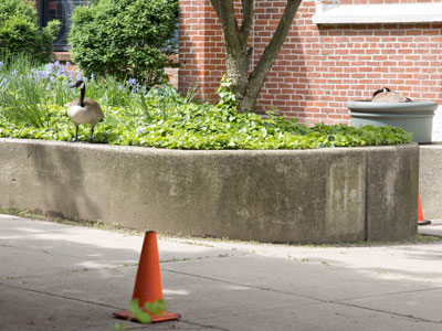 The expectant mother has a bodyguard (see April 29, 2025).  Notice the cones warning people to stay away.
