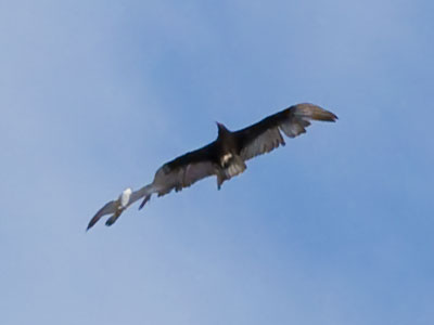 This is a picture of TWO birds.  Again, the small one is a falcon defending its airspace (see April 24, 2025).