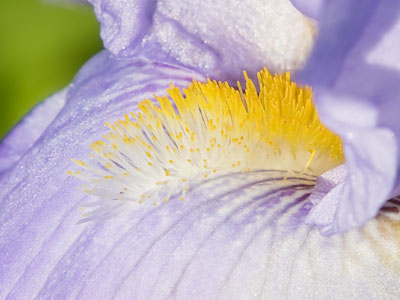 Thanks to the unknown person who planted this iris.