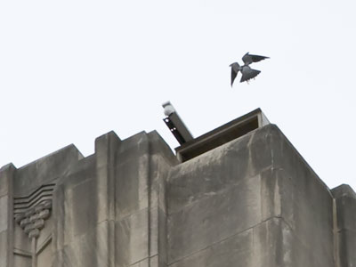 The falcon doesn`t realize that there`s a video camera inside its nesting box at the top of this building.