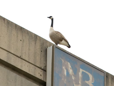 Highly-agitated geese were barking at each other.