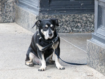 Good dog!