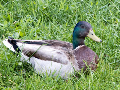 Good duck!