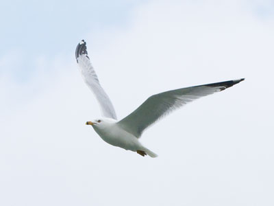 In case you haven`t seen enough birds today.