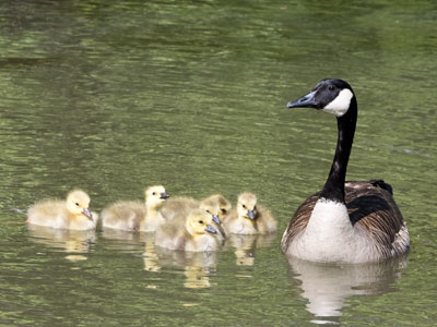 The geese were not as noisy as they were yesterday.