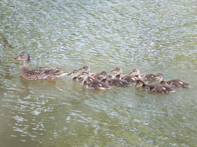 I want to give equal time to ducks.