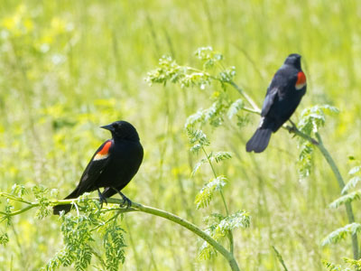 I walked to a different vantage point to make it look like the birds were closer together than they actually were.