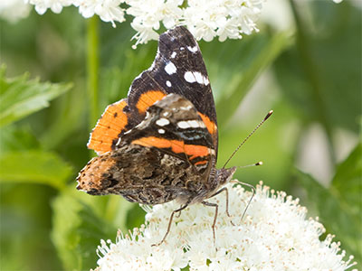 My second butterfly photo of the year was better than the first (see April 24, 2025).