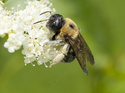 See the pollen falling off the bee?  This is why I sneeze.