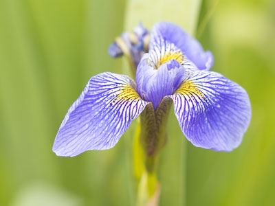 I was supposed to meet somebody for a portrait shoot, but she didn`t show up so I shot bugs, birds and blooms.