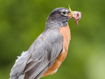 Great Moments in the Food Chain.