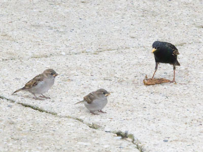 Winged creatures fight over a chicken wing.