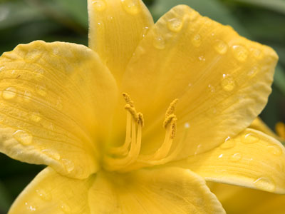 To paraphrase Paul Laurence Dunbar, I often like to `pause to pick [or click] a flower beside the way.`