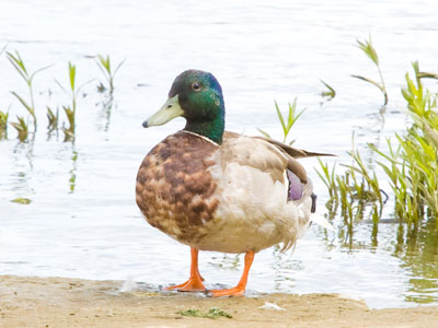 Our habitat overlaps:  they fly into my parking garage and I walk by their river.  Which one of us is the intruder?