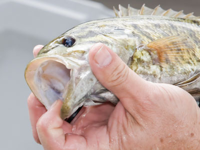 Despite appearances, this is a smallmouth bass.