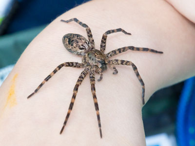 Wolf spiders don`t need webs.  They just hunt for prey.