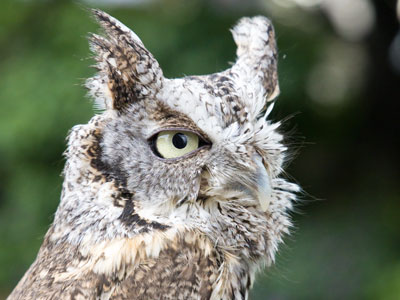 Besides the owl, there was also a red-tailed hawk, but I didn`t want to be repetitive (see May 24, 2024).