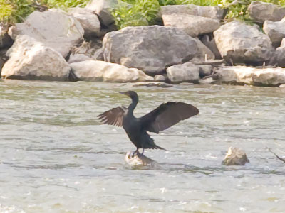 `I am cormorant.  Hear me flap!`