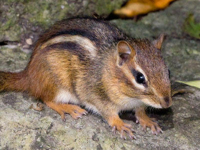 Same spot (and the same chipmunk?) as June 13 above.