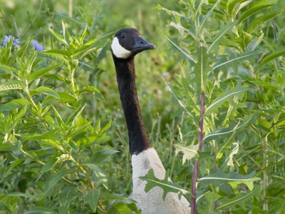 Did you misplace your goose?